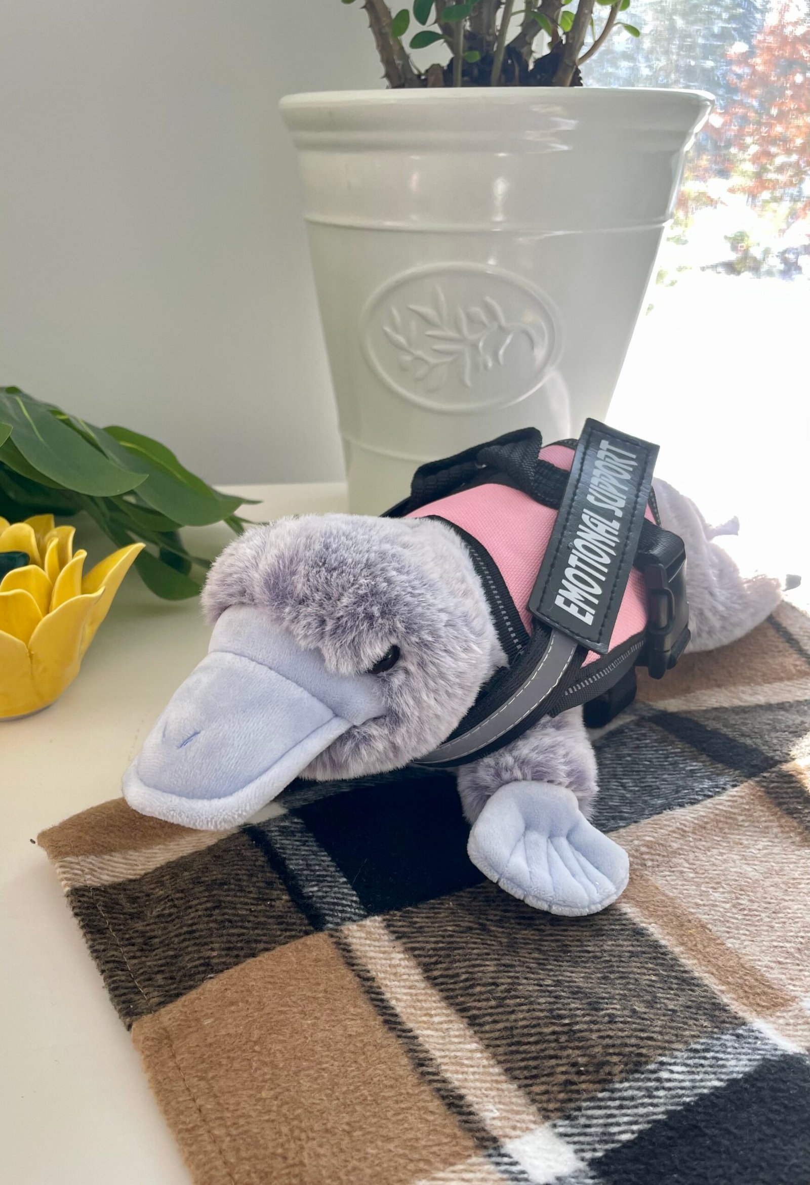 Aesthetic picture of platypus in ESSA vest.