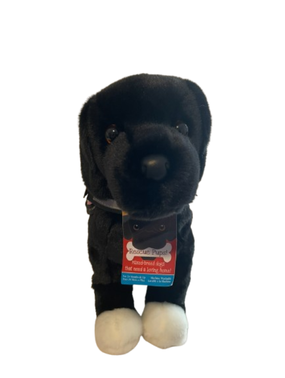 Twister - Black Lab/Pitbull Mix ~ Douglas Dog - Image 4